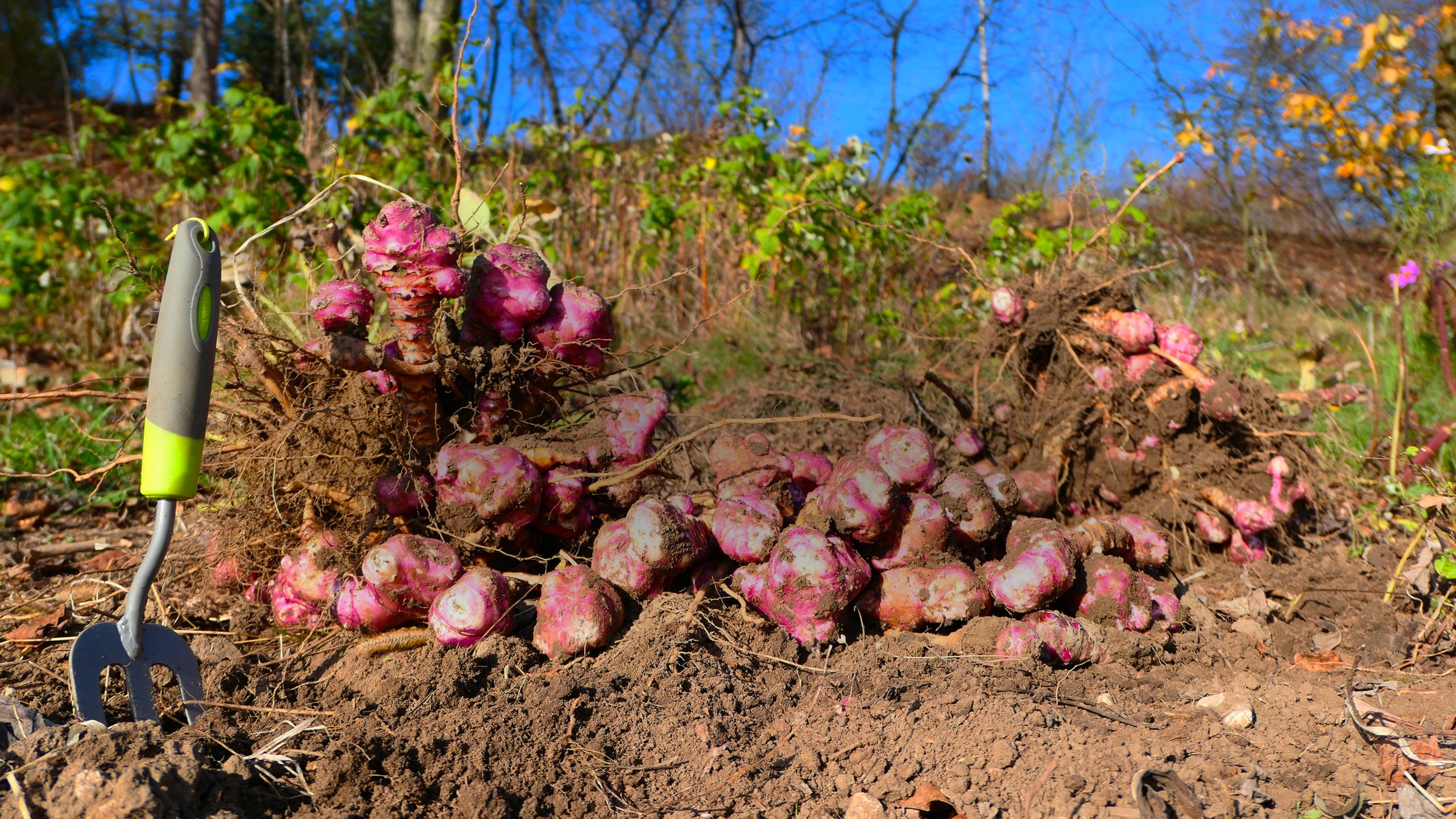 Rapa rossa appena raccolta nel campo della Terra Veneta.