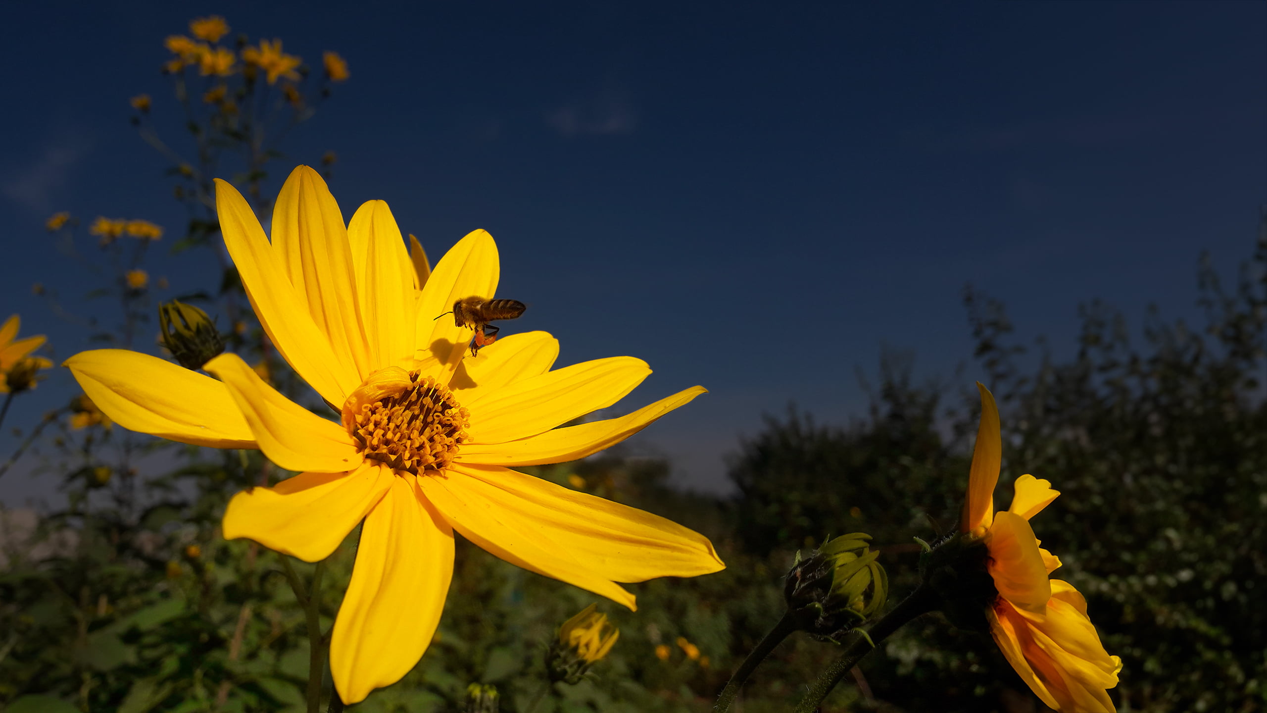 Fioritura di fiori gialli con sfondo di cielo blu e vegetazione.