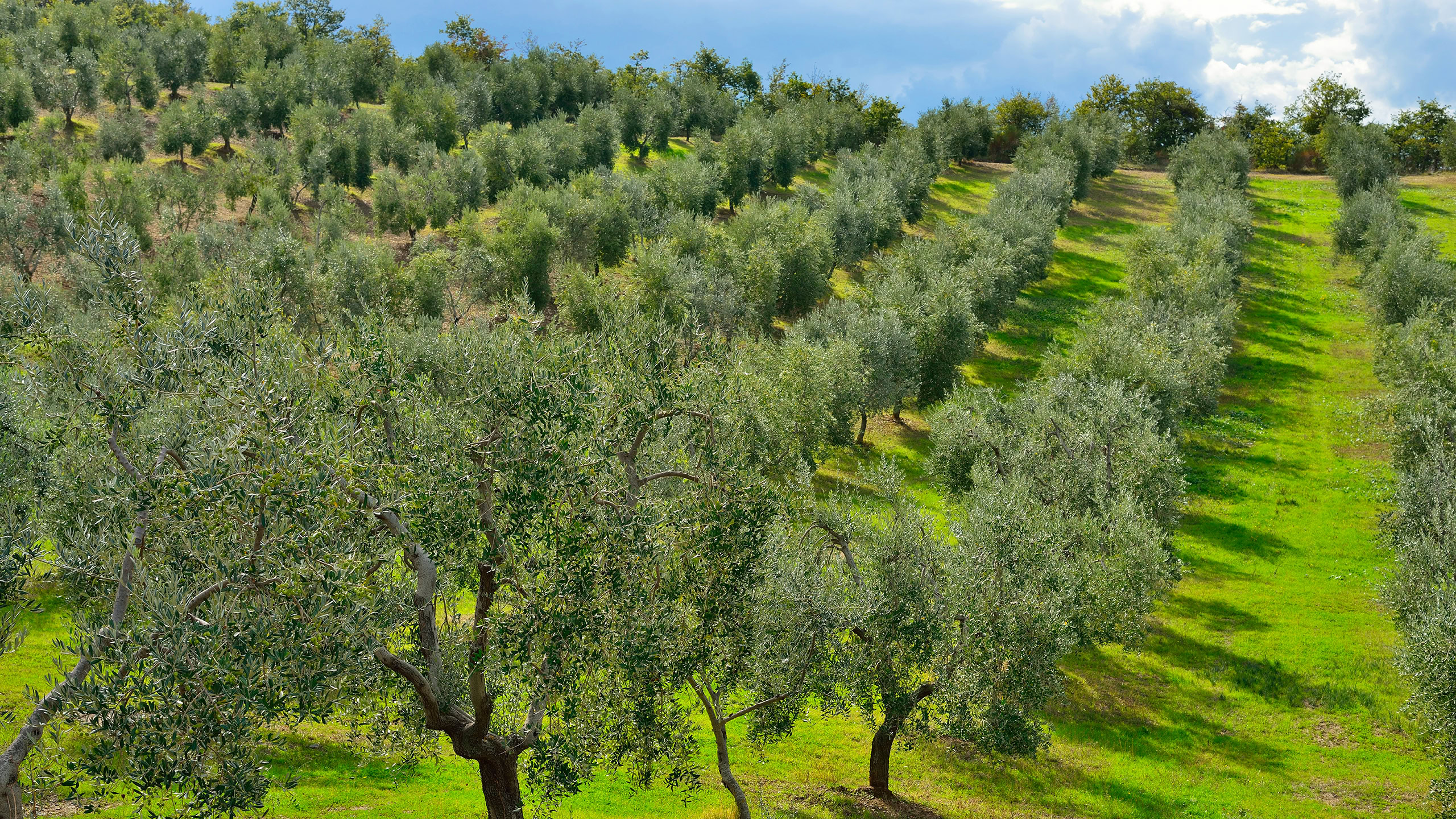 Uliveti in Veneto con colline e cielo sereno.