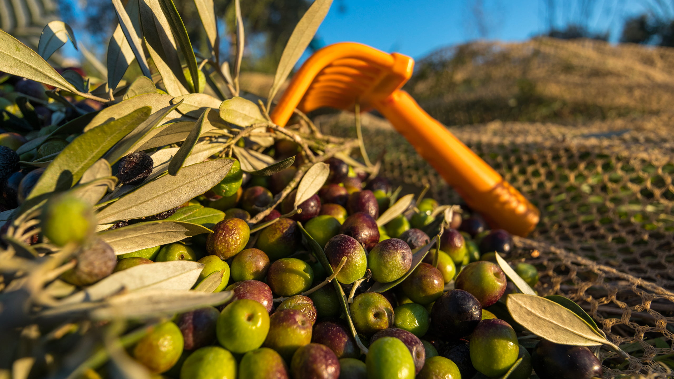 Raccolta di olive verdi e nere con attrezzi tradizionali.